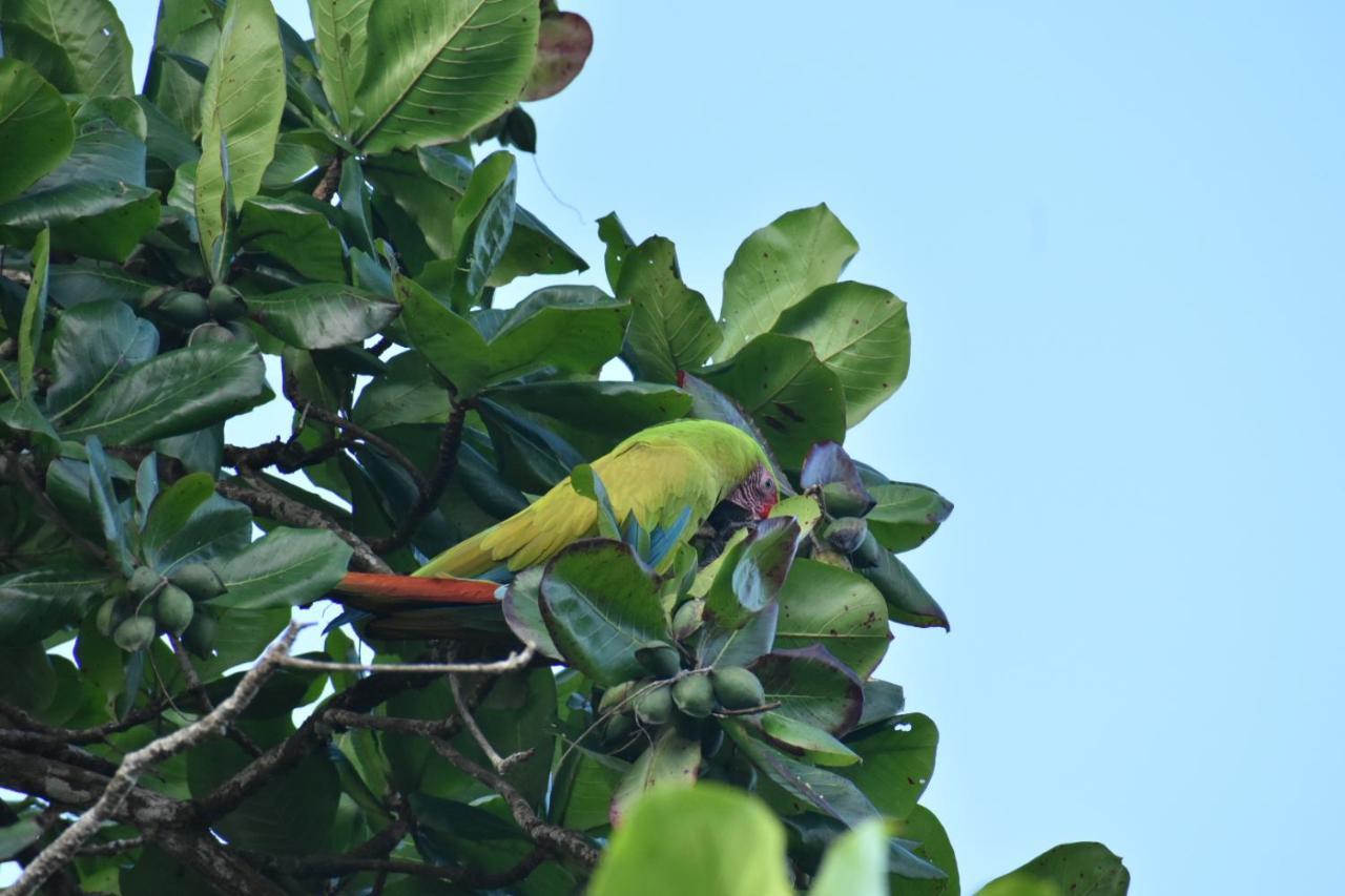 Casa Turtle Bogue Hotell Tortuguero Eksteriør bilde